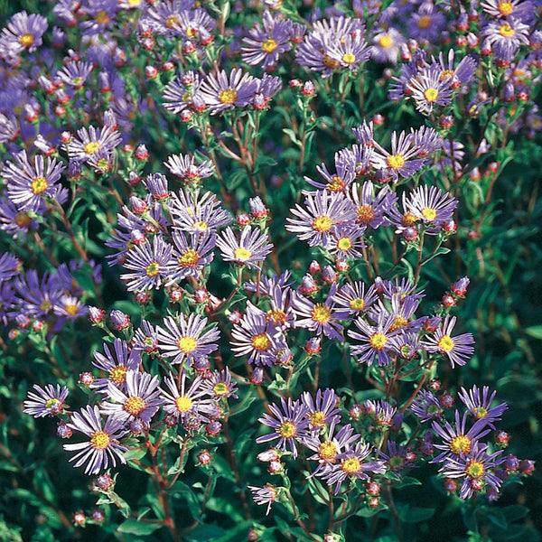 Aster Seeds 'Rudolph Goethe'