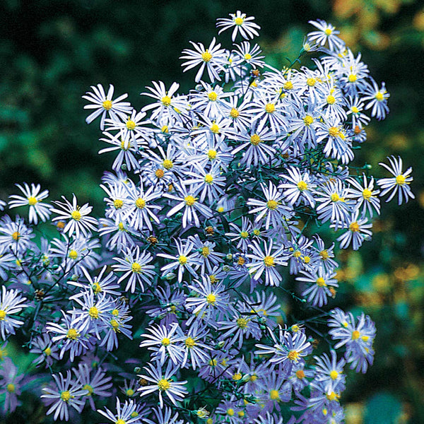 Aster Seeds 'Turbinellus'