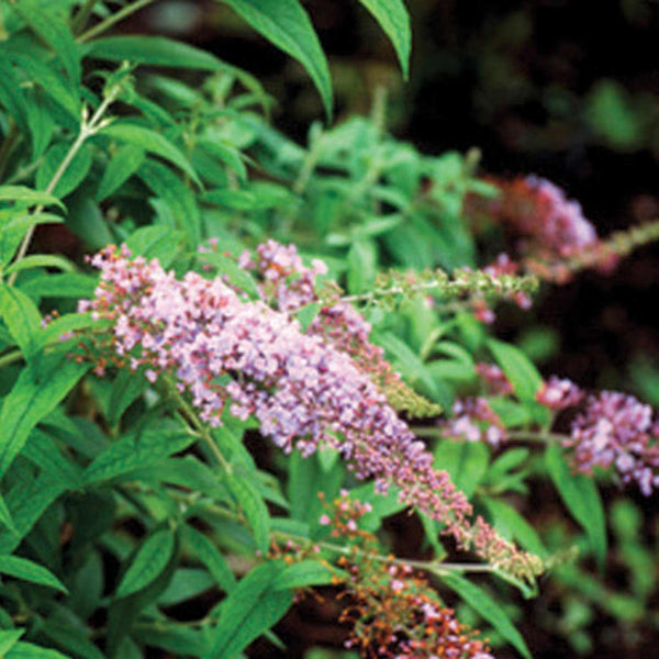 Buddleia Seeds 'Miss Butterfly'