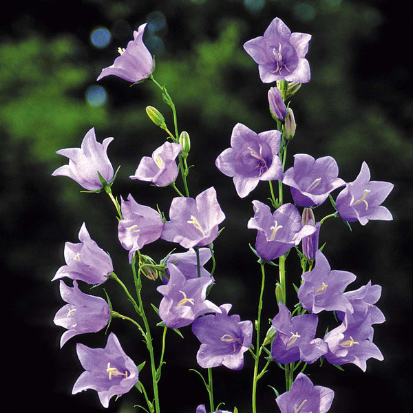 Campanula Seeds 'Telham Beauty'