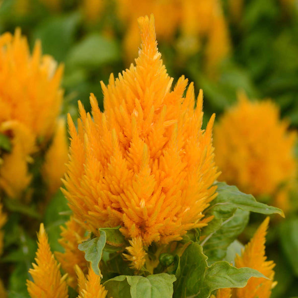 Celosia Seeds 'Icecream Mango'