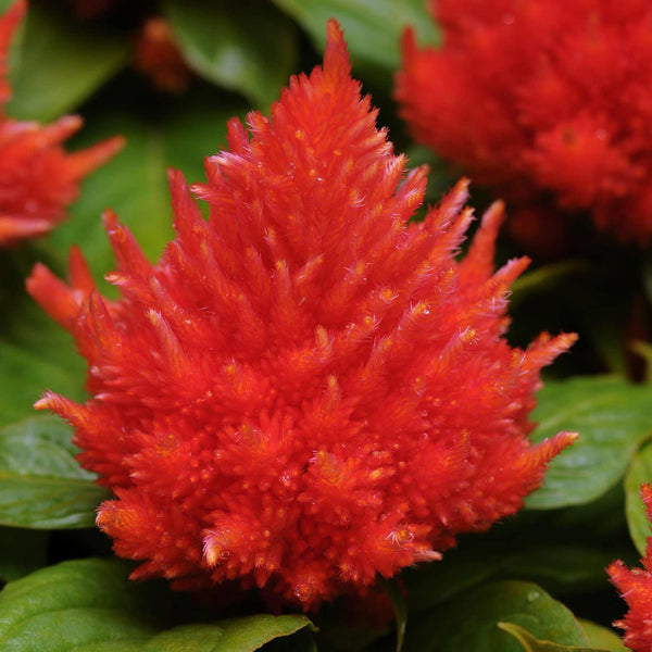 Celosia Seeds 'Icecream Orange'