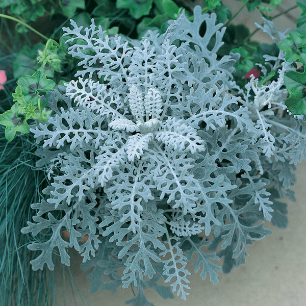 Cineraria Seeds 'Silver Dust'