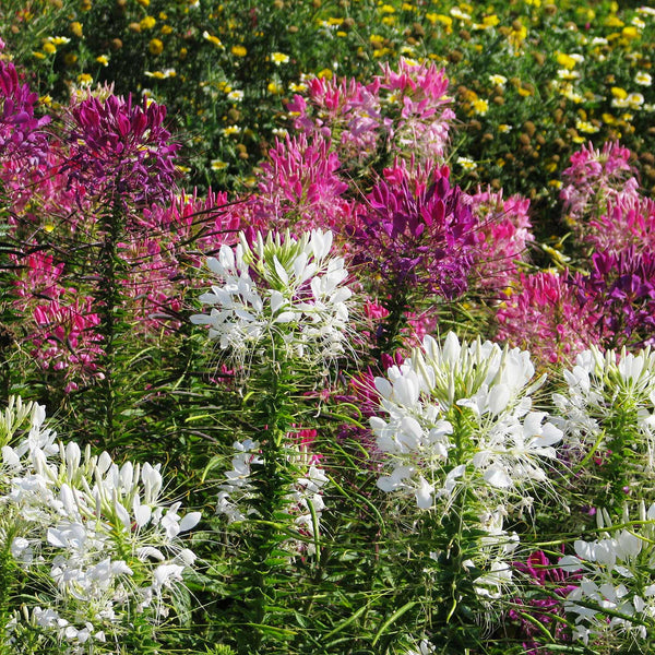 Cleome Seeds 'Colour Fountain Mix'