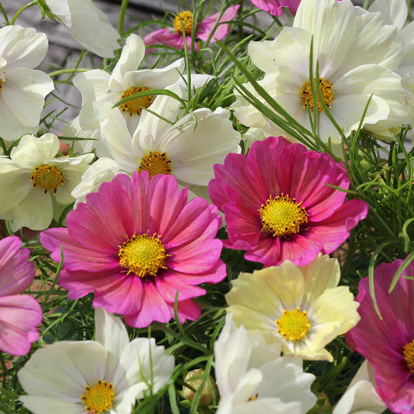 Cosmos Seeds 'Pink Lemonade'