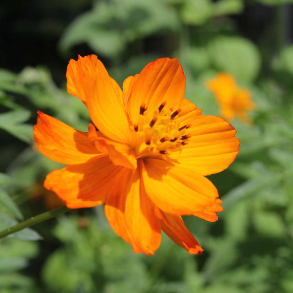 Cosmos Seeds 'Tango'