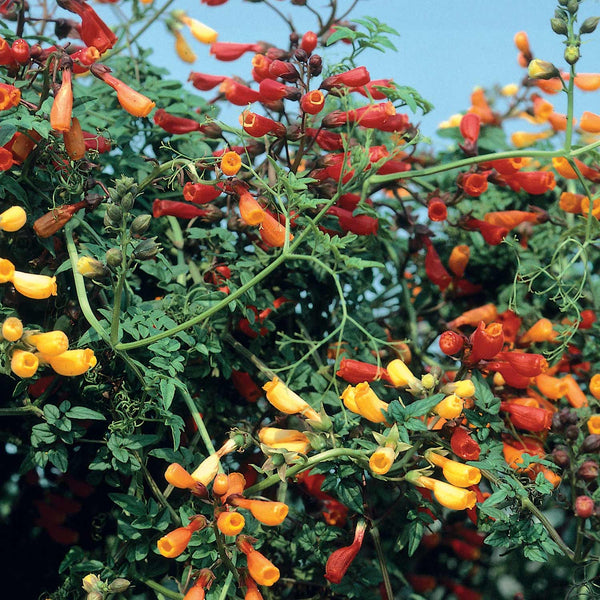 Eccremocarpus Seeds 'Fireworks'