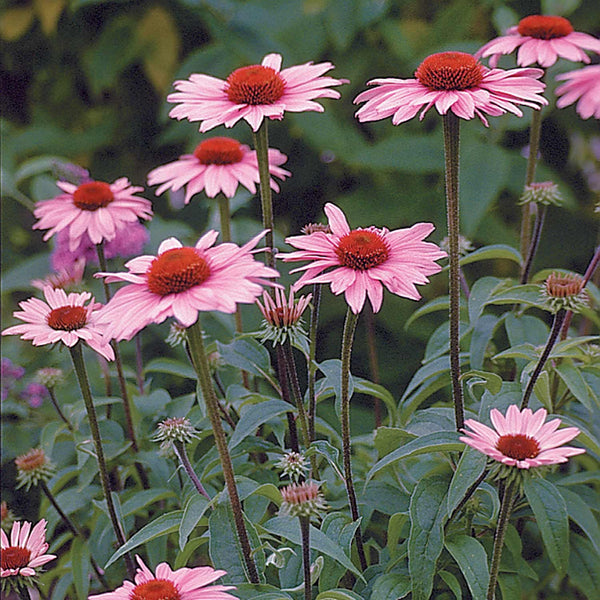 Echinacea Seeds 'Magnus'