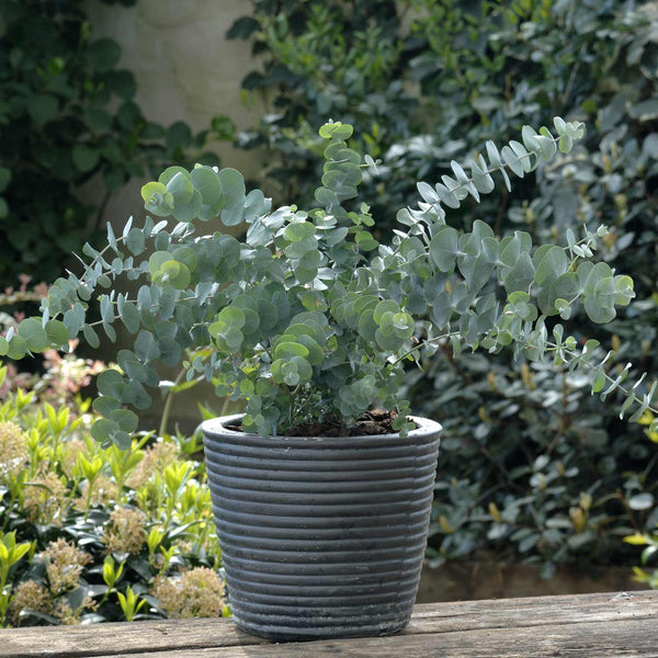 Eucalyptus Seeds 'Baby Blue'