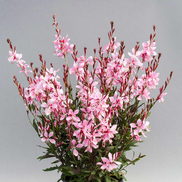 Gaura Seeds 'Giggles Pink Shades'