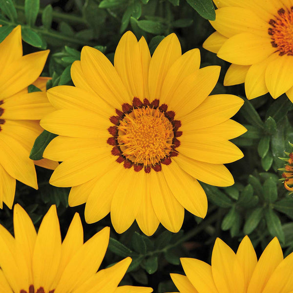 Gazania Seeds 'Daybreak P Yellow'