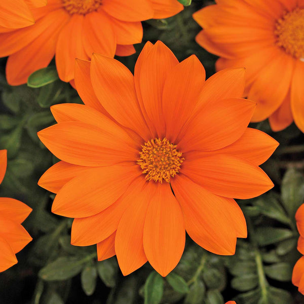 Gazania Seeds 'Daybreak P Clear Orange'