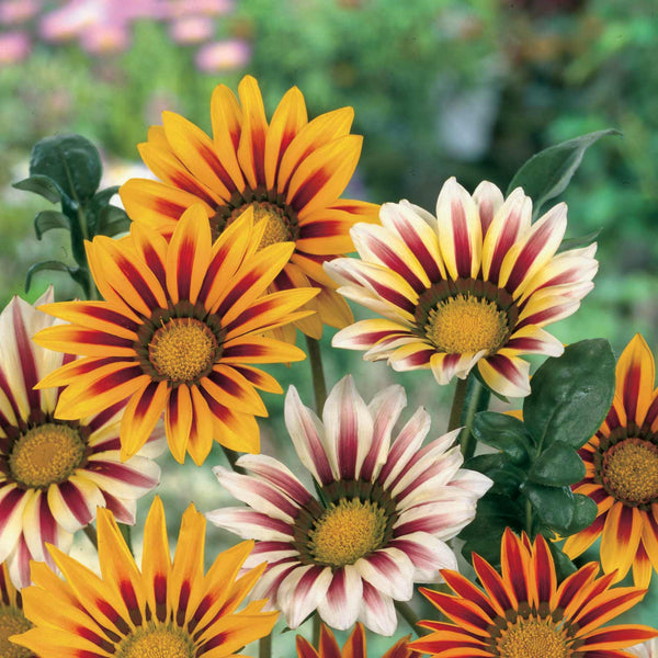 Gazania Seeds 'Tiger Stripes Mix'