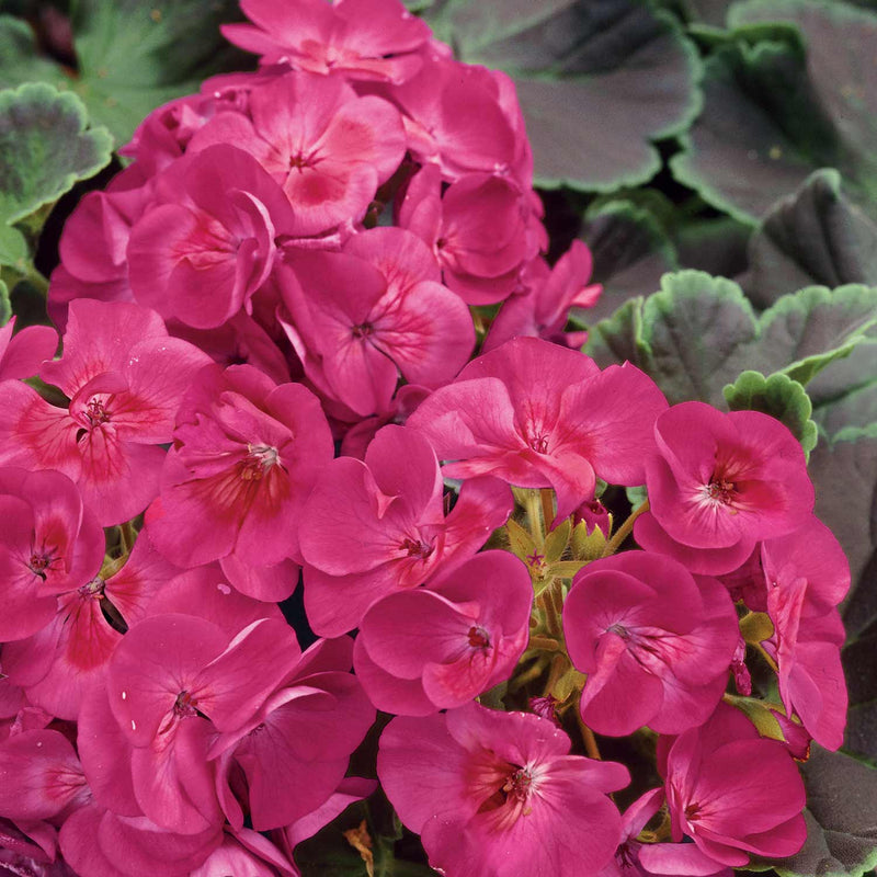 Geranium Seeds 'Bulls Eye Cherry' F1