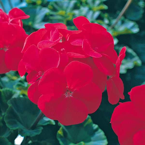 Geranium Seeds 'Horizon Red'