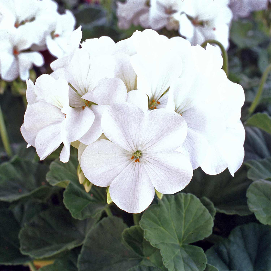 Geranium Seeds 'Horizon White' Buy Geranium Seeds Online Geranium