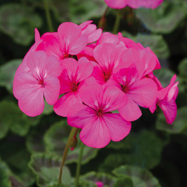 Geranium Seeds 'Horizon Neon Rose'