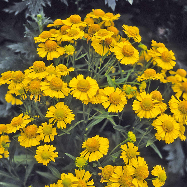 Helenium Seeds 'Helena Gold'