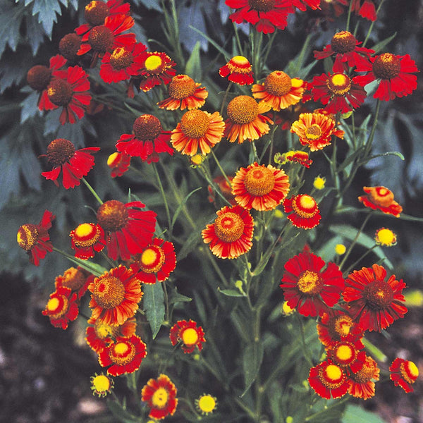 Helenium Seeds 'Helena Red Shades'