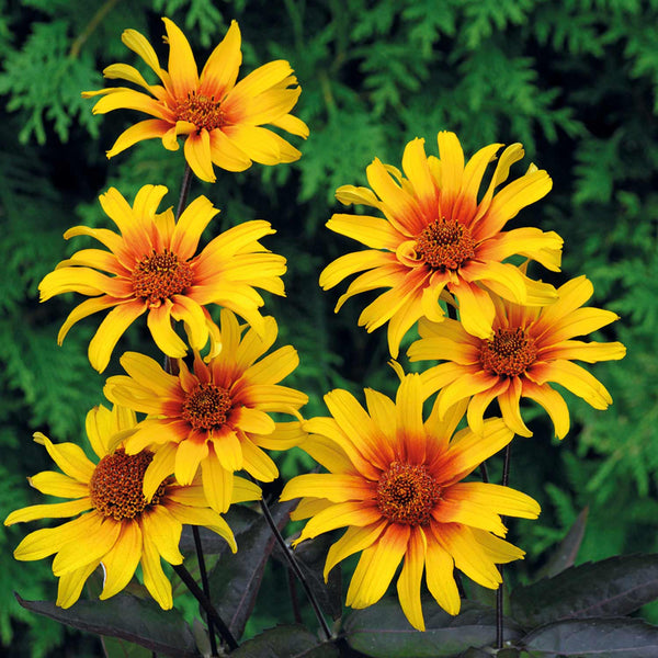 Heliopsis Seeds 'Burning Hearts'