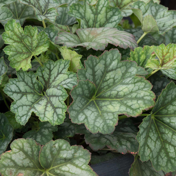 Heuchera Seeds 'Marvellous Marble'