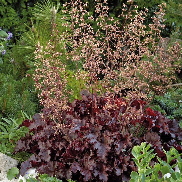 Heuchera Seeds 'Melting Fire'