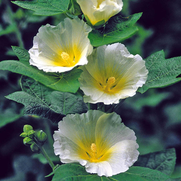 Hollyhock Seeds 'Spotlight Series Polarstar'