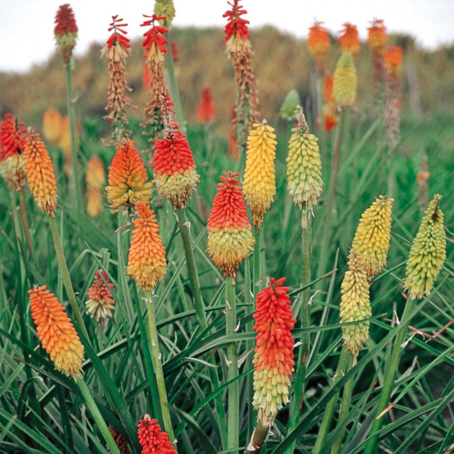 Red Hot Poker Kniphofia Seeds 'Grandiflora Mix' | Buy Red Hot Poker
