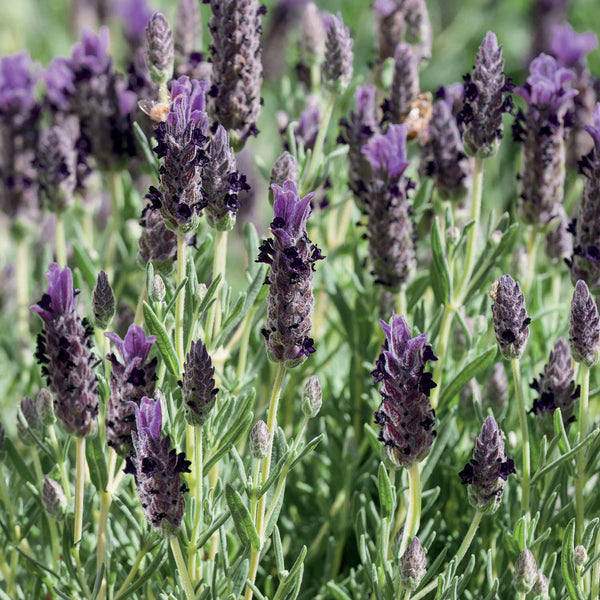 Lavender Seeds 'Purple Ribbon'