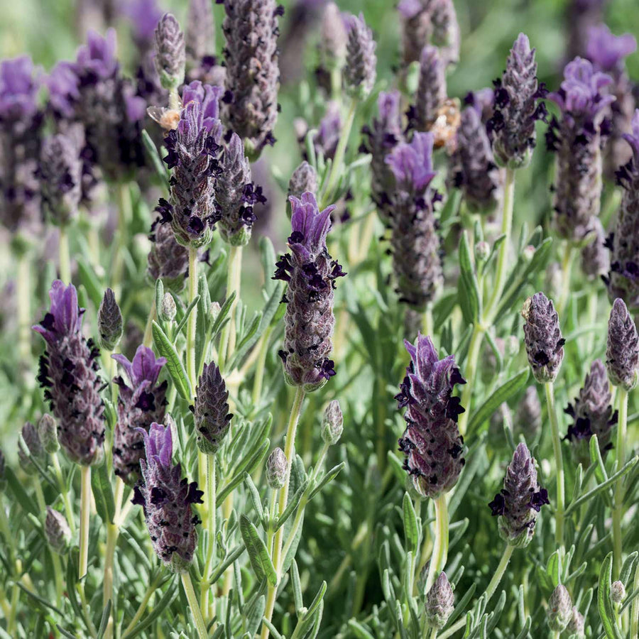 Lavender Seeds 'Purple Ribbon' | Buy Lavender Seeds Online | Lavender ...