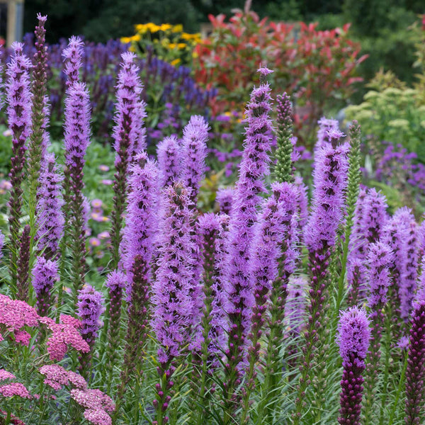 Liatris Seeds 'Floristan Violet'