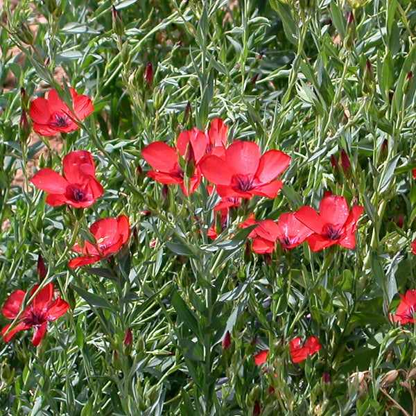 Linum Seeds 'Grandiflorum Rubrum'