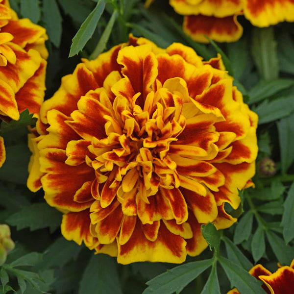 French Marigold Seeds 'Bonanza Bee'