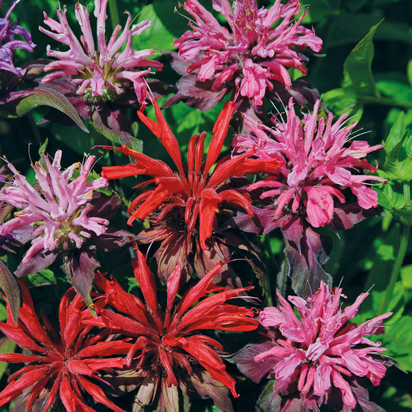 Monarda Seeds 'Didyma Panorama Red'