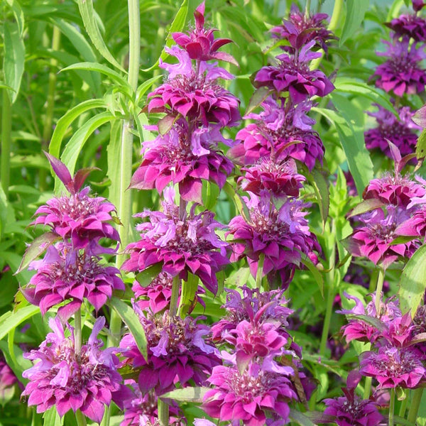 Monarda Seeds 'Hybrida Bergamo'