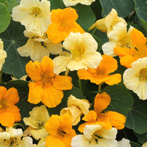 Nasturtium Seeds 'Butterscotch'