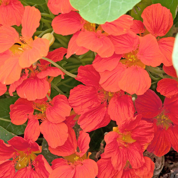 Nasturtium Seeds 'Whirlybird Tangerine'