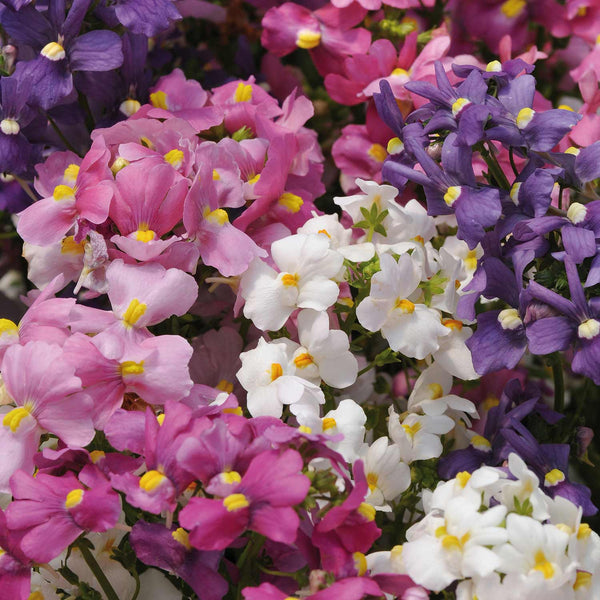 Nemesia Seeds 'Poetry Mixed'