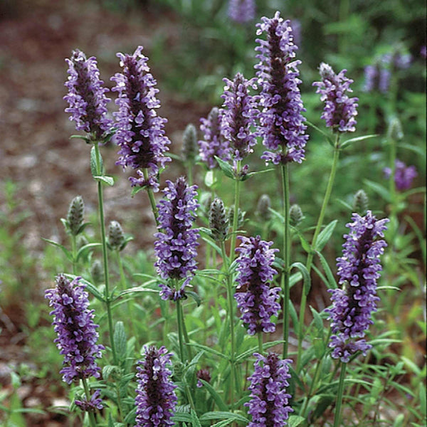 Nepeta Seeds 'Blue Moon'