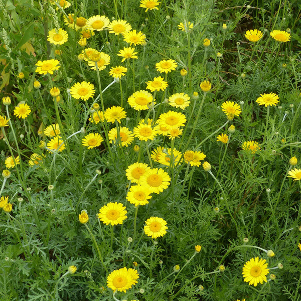 Yellow Chamomile Seeds