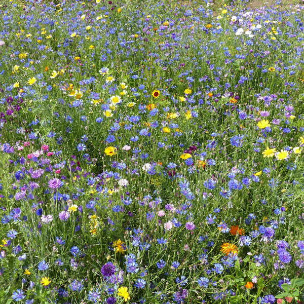 Beneficial Insect Mix Seeds