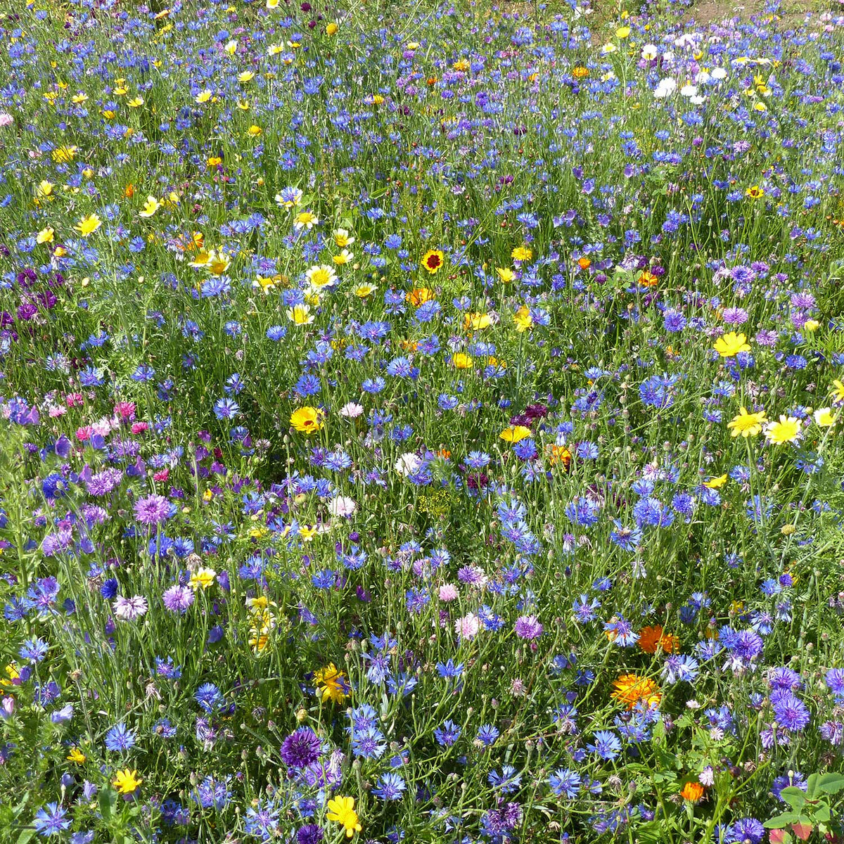 Insect Mix Seeds Buy Seeds Online Seeds for Sale Marshalls Garden
