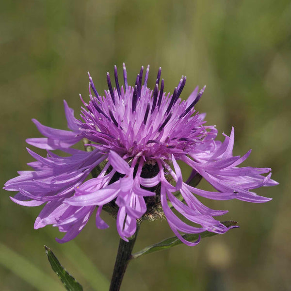 Centaurea Seeds 'Great Knapweed'