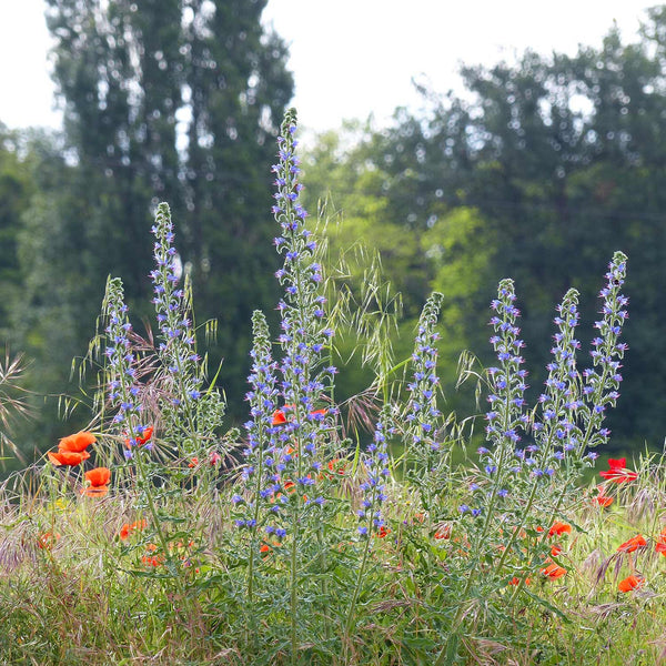 Echium Vulgare Seeds 'Viper's Bugloss'