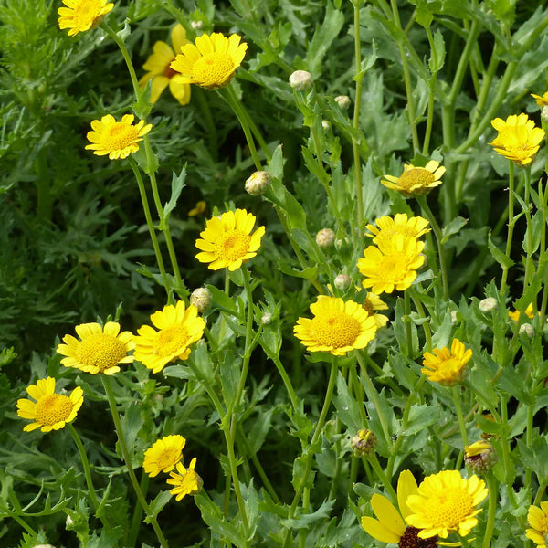Glebionis Segetum Seeds 'Corn Marigold'