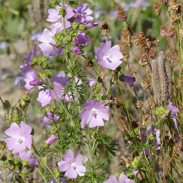 Malva Moschata Seeds 'Musk Mallow'