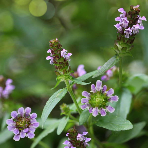 Prunella Vulgaris Seeds 'Common Selfheal'