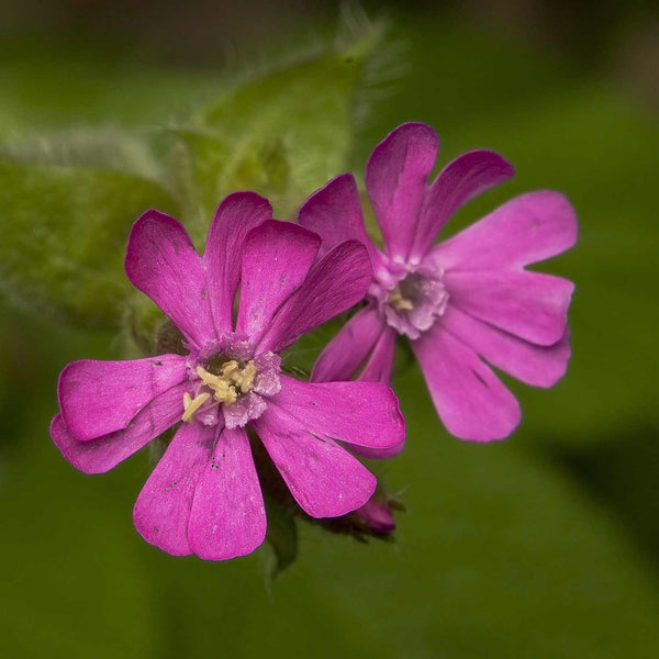 Silene Seeds 'Red Campion'