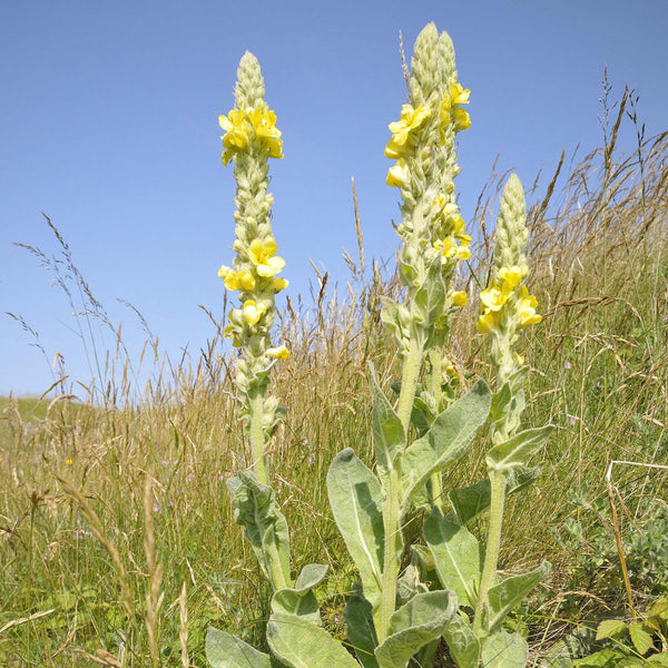 Verbascum Thapsus Seeds 'Great Mullein'