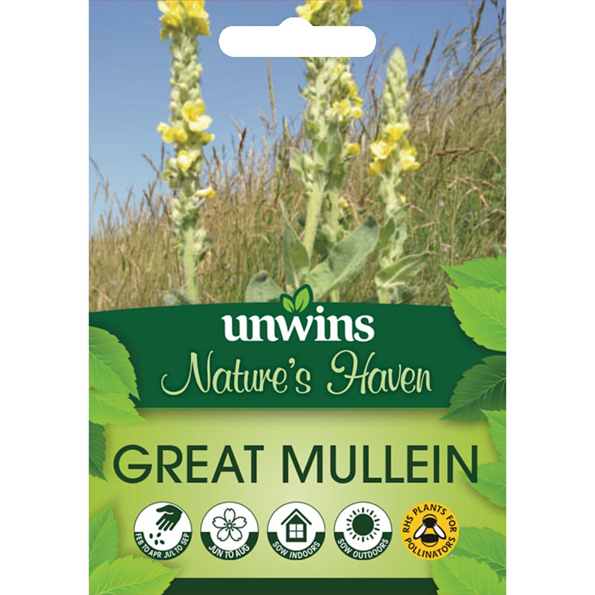 Verbascum Thapsus Seeds 'Great Mullein' | Buy Verbascum Seeds Online